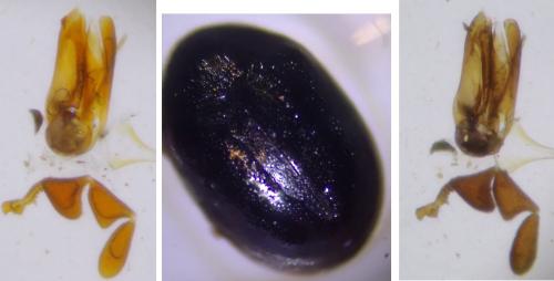 Réf. 343 831 : Dorcatoma setosella